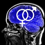 cerveau