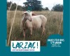 Pièce de théâtre "Larzac" 