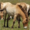 s&eacute;minaire &laquo;&nbsp;Grands herbivores en libre &eacute;volution et ongul&eacute;s sauvages : des contraintes r&eacute;glementaires et sanitaires &agrave; faire &eacute;voluer&nbsp;&raquo;