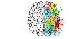 Cerveau coloré