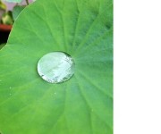 Goutte d'eau sur une feuille de n&eacute;nuphar