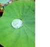 Goutte d'eau sur une feuille de n&eacute;nuphar