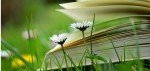 Livres dans un pré